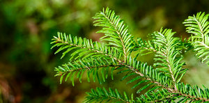 Fir Balsam