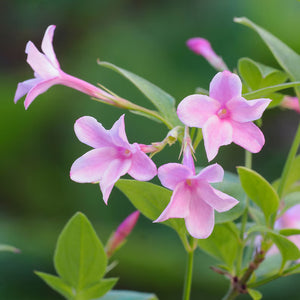 Night Jasmine