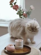 Blush Rose