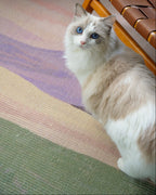 The Canvas Round - Spring