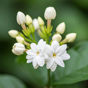 Jasmine