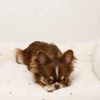 Water Repellent Embroidered  Star & Moon  Bed