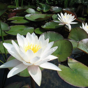 Water Lily