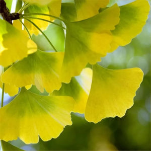 Ginkgo Leaf
