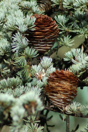 Cedarwood